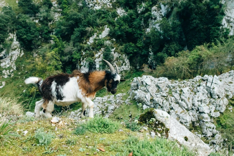 a goat standing on top of a lush green hillside, les nabis, standing on rocky ground, promo, featured, petros