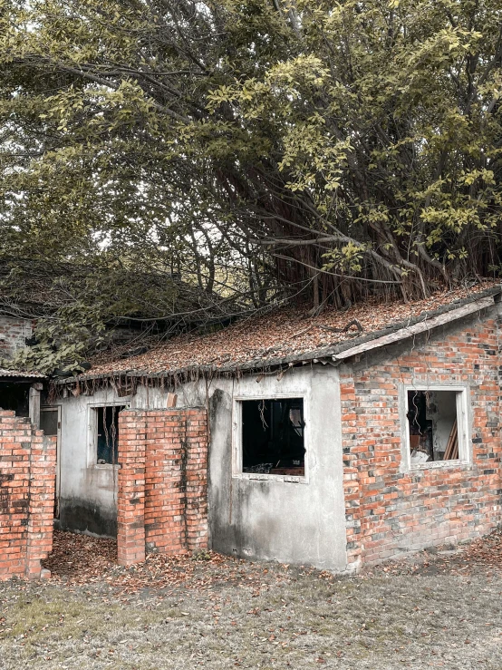 an old brick building with a tree growing out of it, a colorized photo, pexels contest winner, realism, qiangshu, ruined subdivision houses, profile image, shed