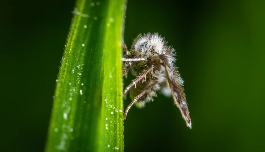 a close up of a spider on a blade of grass, a macro photograph, pexels, hurufiyya, thick fluffy tail, thumbnail, larvae, shot on sony a 7