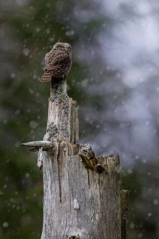 a small owl sitting on top of a tree stump, by Jim Nelson, pexels contest winner, during snowfall, fishing, close together, whistler
