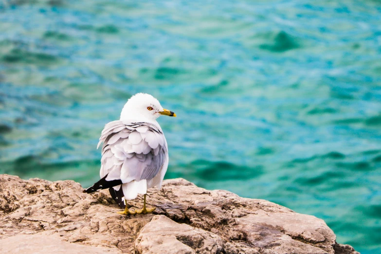 a seagull sitting on a rock with the ocean in the background, by Julia Pishtar, turquoise water, an arab standing watching over, nature photo, details and vivid colors