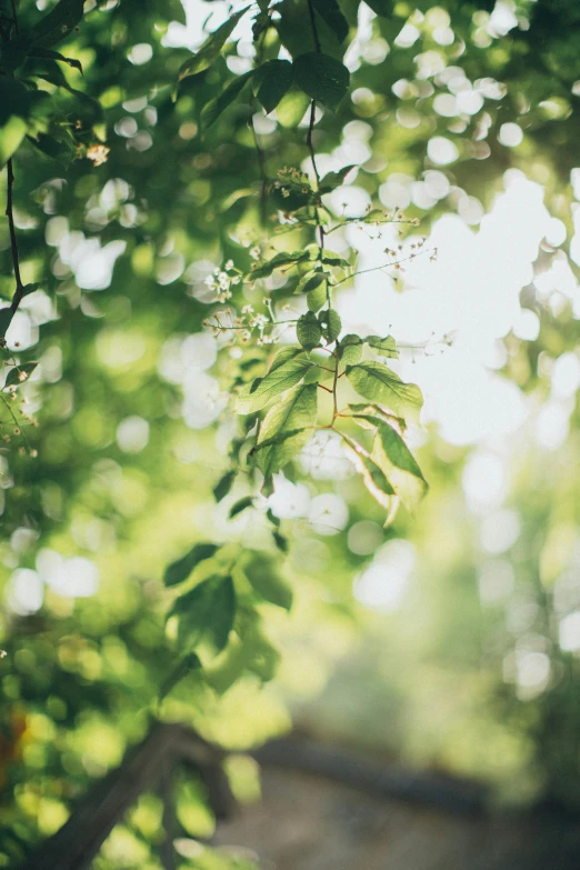 the sun shines through the leaves of a tree, inspired by Elsa Bleda, unsplash, light and space, lush garden leaves and flowers, light green mist, medium format. soft light, vines hanging from trees