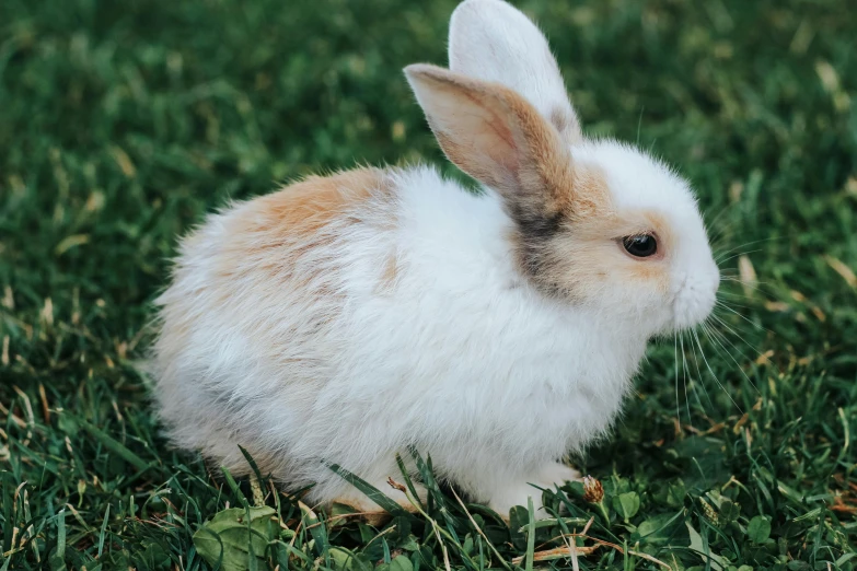 a white and brown rabbit sitting on top of a lush green field, pexels contest winner, renaissance, fluffy orange skin, glossy surface, albino, bubbly