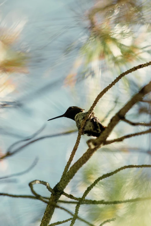 a hummingbird sitting on top of a tree branch, a portrait, unsplash, photographed on damaged film, slide show, travel, f / 2 0