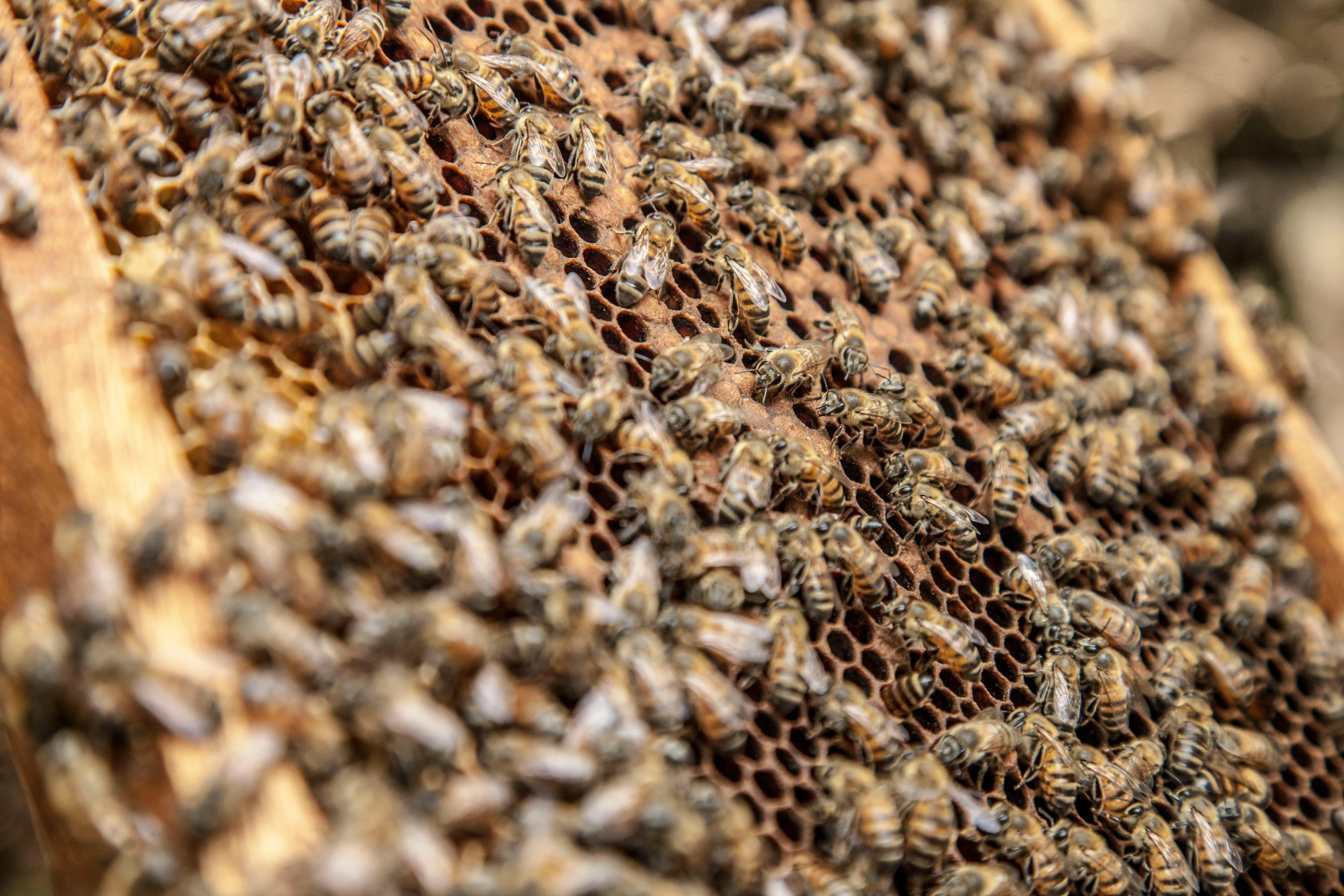 a bunch of bees that are on a piece of wood, by Daniel Lieske, pexels, renaissance, 🦩🪐🐞👩🏻🦳, full frame shot, honeycomb structure, 1 6 x 1 6