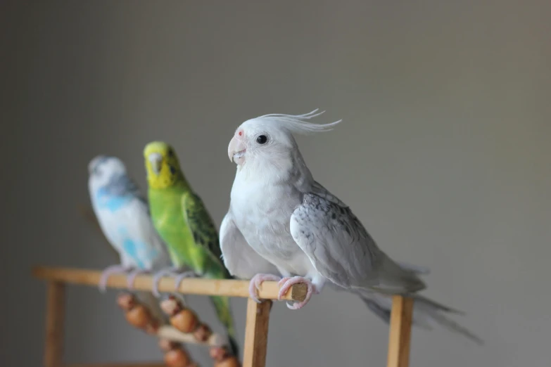 a couple of birds sitting on top of a wooden perch, a portrait, trending on pexels, arabesque, in a row, with a white muzzle, sitting on a table, white and grey