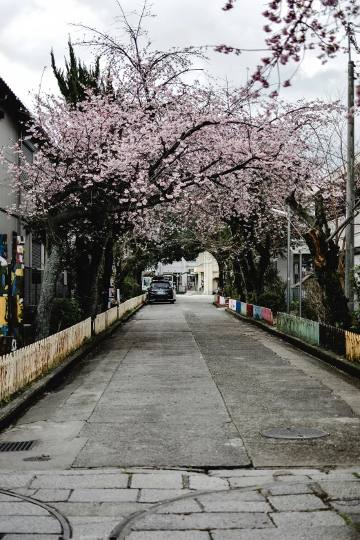 a red fire hydrant sitting on the side of a road, a picture, inspired by Miyagawa Chōshun, sōsaku hanga, lush sakura trees, 2019 trending photo, empty streetscapes, wide long view