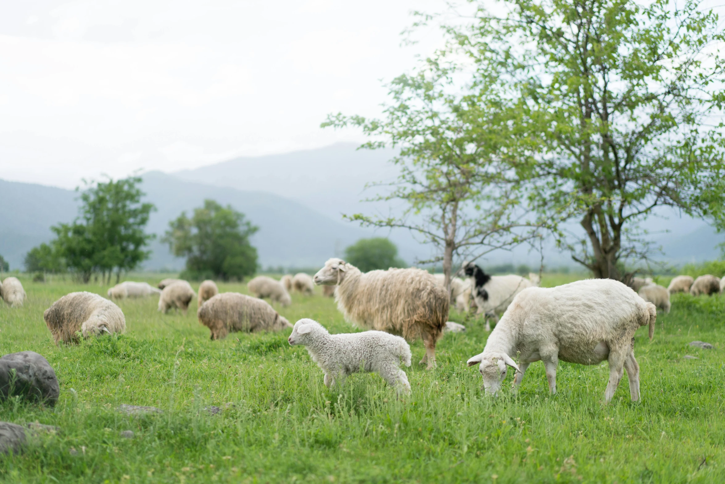 a herd of sheep grazing on a lush green field, pexels contest winner, renaissance, jovana rikalo, family dinner, white, grey