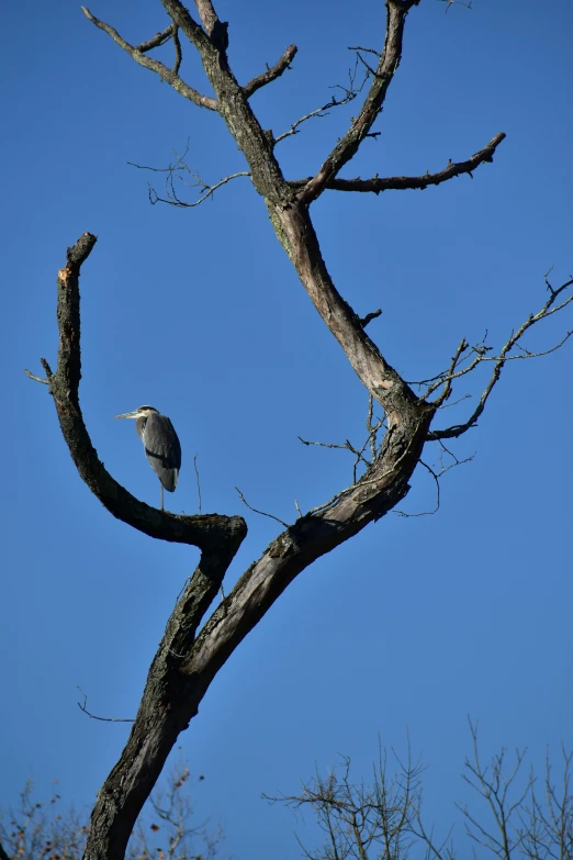 a bird sitting on top of a tree branch, heron, blue and grey, tall tree, slide show