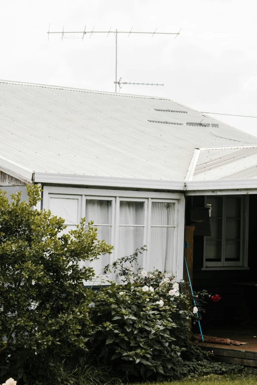 a dog laying on the grass in front of a house, an album cover, unsplash, grey skies rain, wellington, roof with vegetation, background image