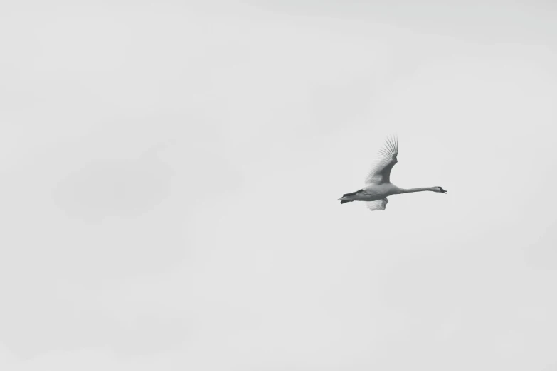 a large white bird flying through a cloudy sky, a black and white photo, unsplash, minimalism, swan, ignant, maternal, hunting