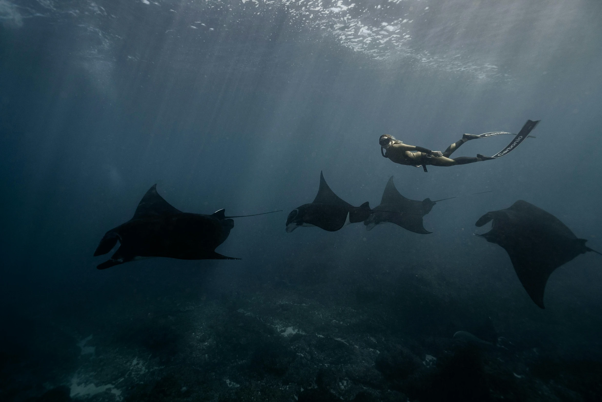 a woman swimming with a group of manta rays, unsplash contest winner, sumatraism, fine art print, black, ultrawide, demon rays