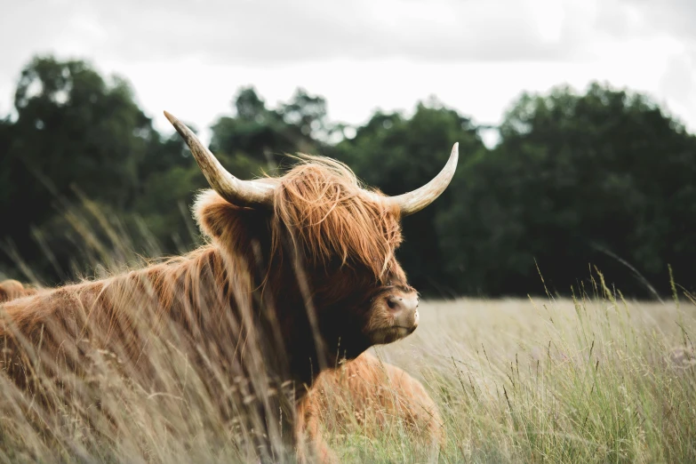 a close up of a cow in a field of tall grass, by Emma Andijewska, trending on unsplash, renaissance, wild ginger hair, scottish style, side profile shot, a wooden