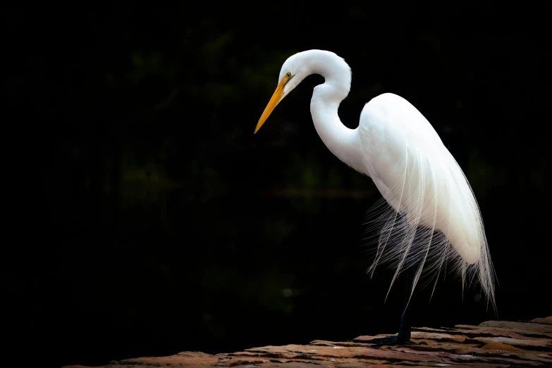a white bird standing next to a body of water, a portrait, by Neil Blevins, pexels contest winner, fan favorite, crane, white on black, wispy