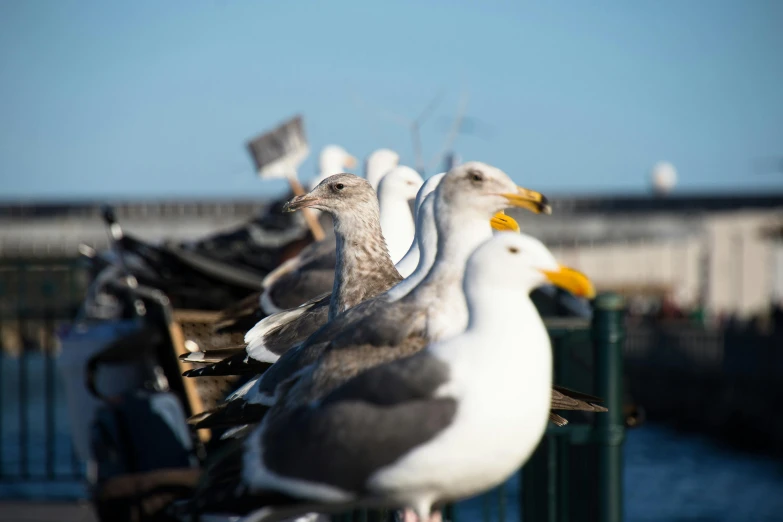 a group of seagulls standing next to each other, by Niko Henrichon, pexels contest winner, harbour, profile shot, oceanside, resting