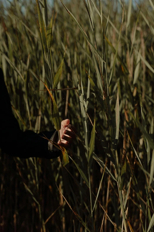 a woman standing in a field of tall grass, by Attila Meszlenyi, unsplash, conceptual art, sleek hands, tall grown reed on riverbank, black, color footage