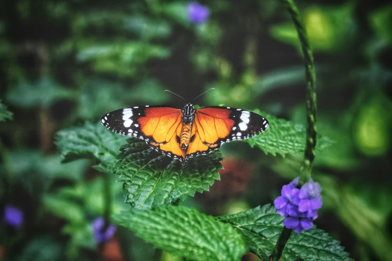 a close up of a butterfly on a plant, pexels contest winner, 🦩🪐🐞👩🏻🦳, avatar image, traditional beauty, frontal pose