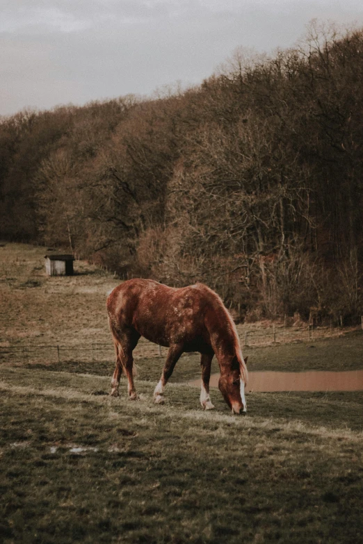 a brown horse standing on top of a lush green field, trending on vsco, multiple stories, england, winter