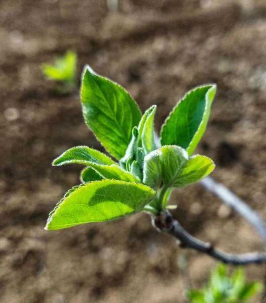 a small green plant sprouting out of the ground, a macro photograph, by Sven Erixson, unsplash, renaissance, apple tree, sage, vanilla, today\'s featured photograph 4k