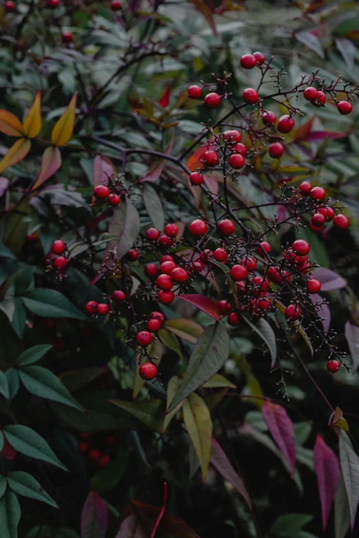 a bush filled with lots of red berries, inspired by Elsa Bleda, trending on unsplash, art nouveau, dark tone, multicolored, tall