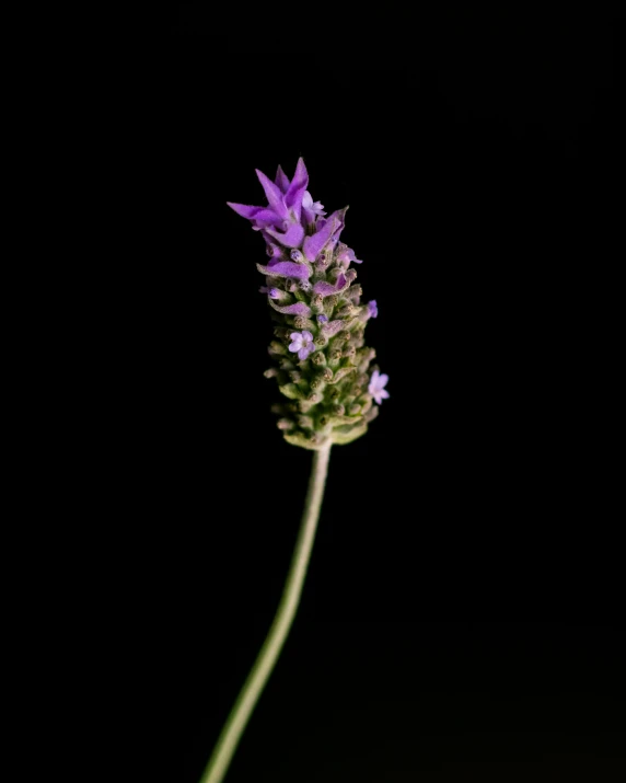 a single purple flower on a stem against a black background, by Andor Basch, unsplash, lavender plants, taken with canon eos 5 d, ilustration, miniature product photo