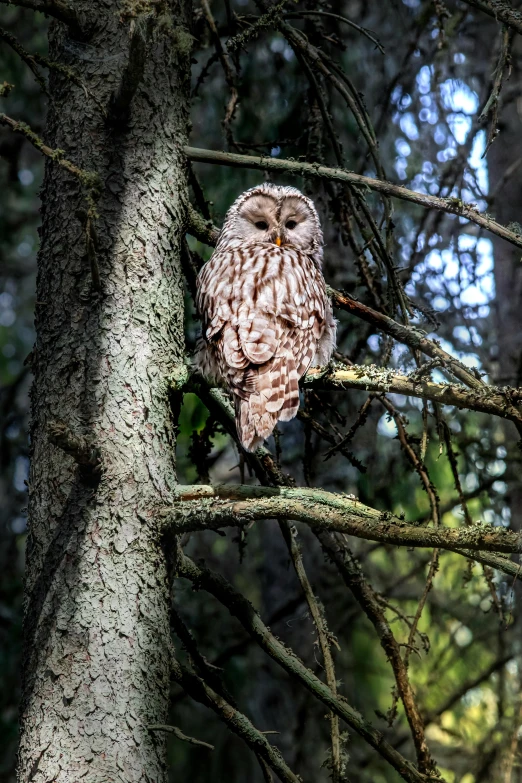 an owl sitting on top of a tree branch, by Jim Nelson, pexels, alaska, high angle, well preserved, a bald