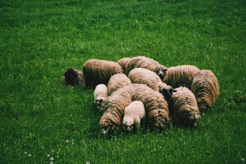 a herd of sheep standing on top of a lush green field, by Attila Meszlenyi, pexels contest winner, renaissance, laying down in the grass, made of wool, ready to eat, 2 0 0 0's photo