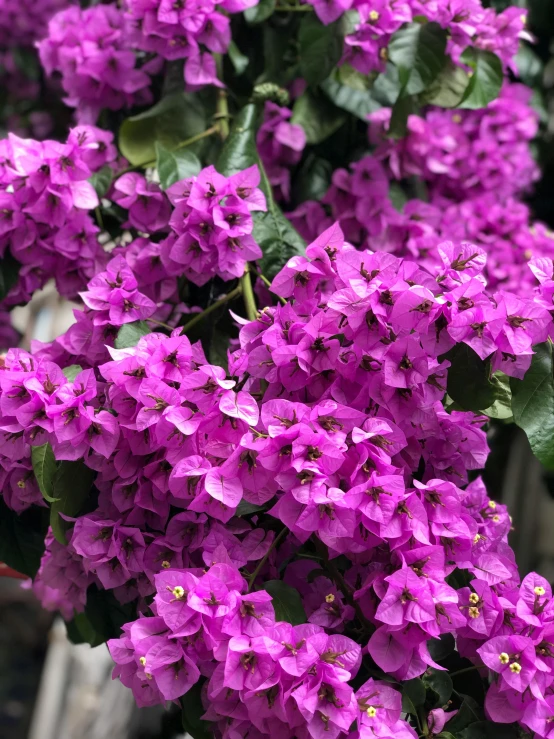 a bush of purple flowers with green leaves, marbella, ((purple)), fan favorite, cheeryblossom