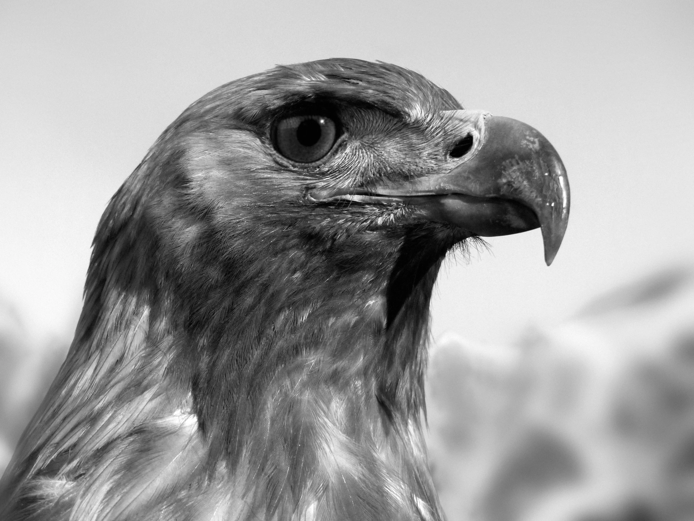 a black and white photo of an eagle, a portrait, by Jan Rustem, realistic art, photo realistic image, photo realistic, tourist photo