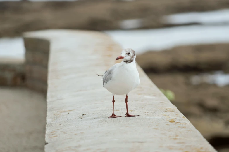 a seagull standing on the edge of a concrete wall, smiling for the camera, facing away from camera, white, near a jetty