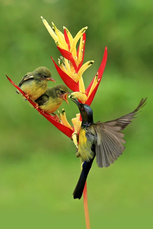 a couple of birds sitting on top of a flower, attacking, cuba, nat geo, biodiversity