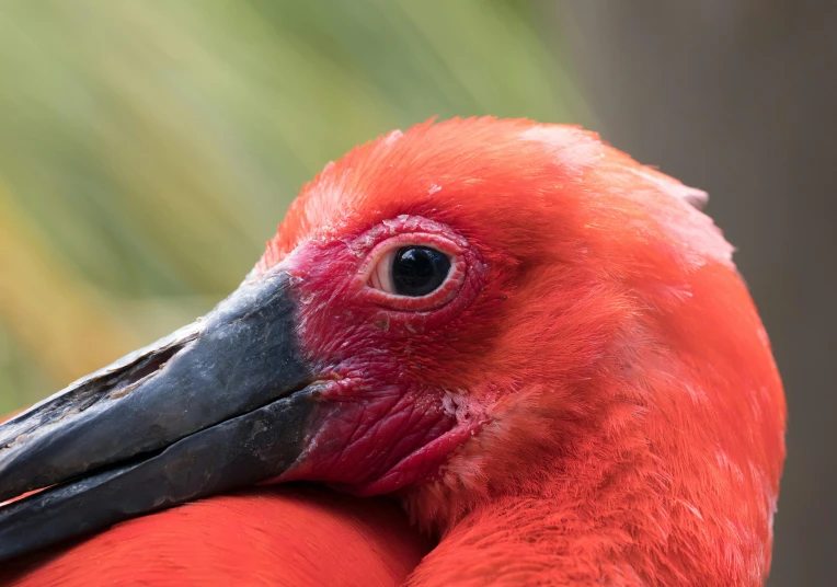 a close up of a red bird with a black beak, pexels contest winner, sumatraism, humanoid feathered head, flamingo, young male, birds eye photograph