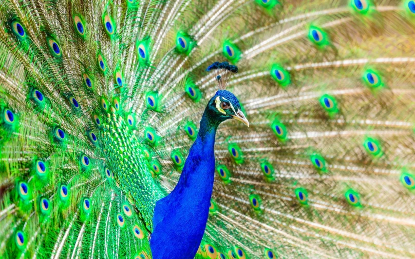 a close up of a peacock with its feathers open, trending on pexels, 🦩🪐🐞👩🏻🦳, blue and green colours, standing elegantly, male and female