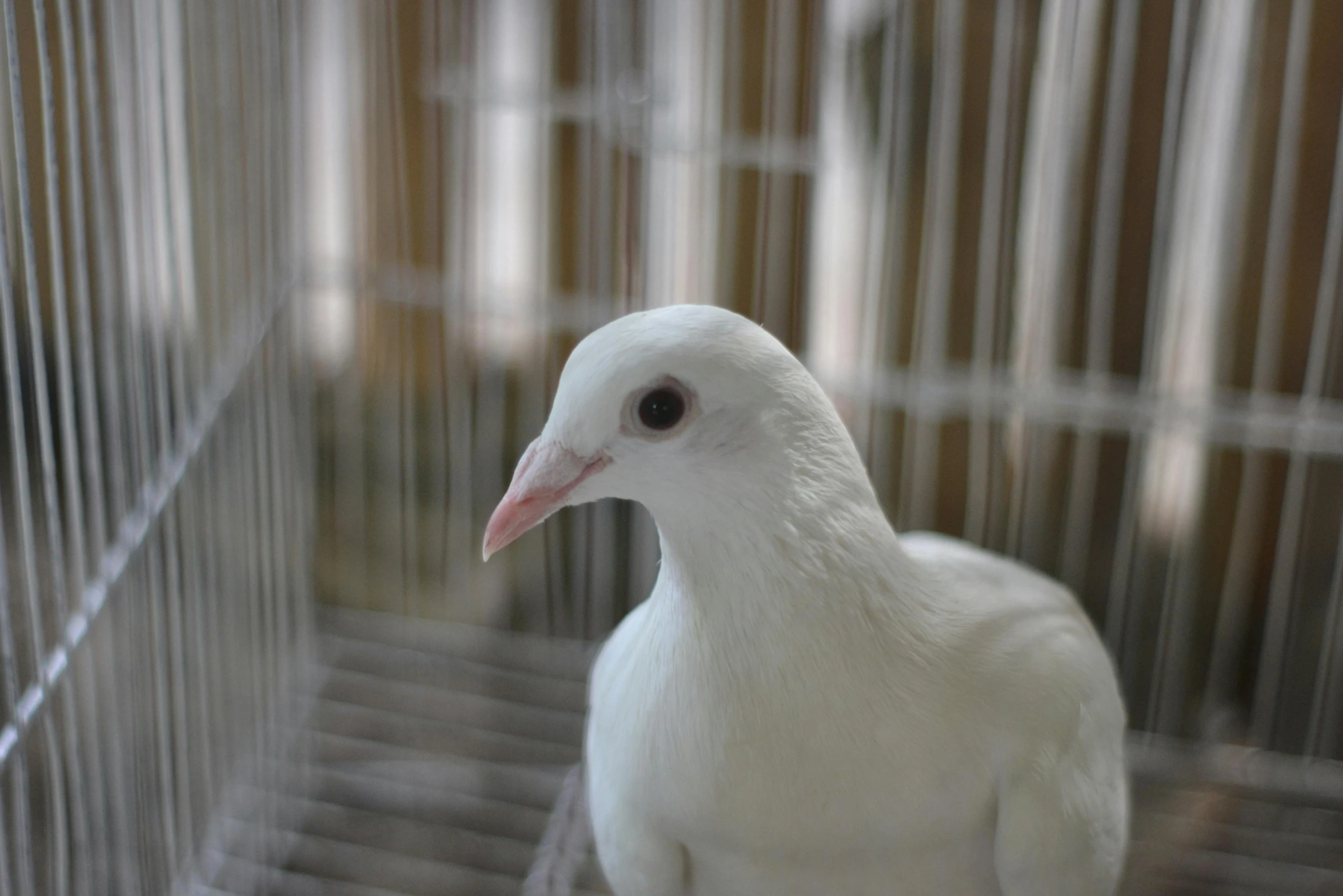 a white bird sitting inside of a cage, facing the camera