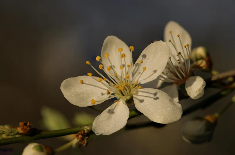 a close up of a flower on a branch, paul barson, sun dappled, plum blossom, low-light photograph