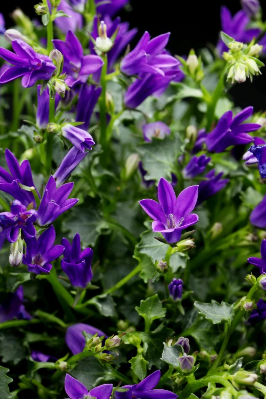 a close up of a bunch of purple flowers, vervia, very award - winning, potted plants, brilliant royal blue