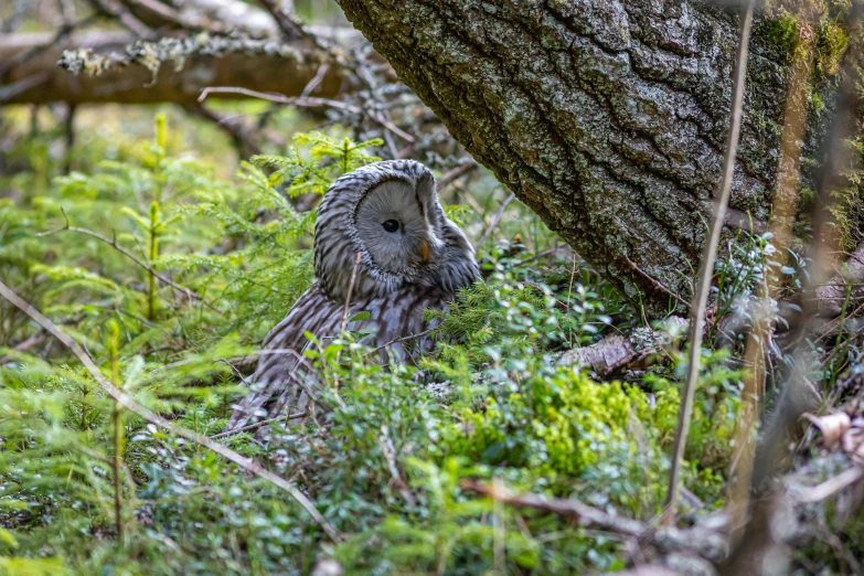 an owl that is sitting in the grass, by Jesper Knudsen, hurufiyya, hidden in the forest, dressed in a gray, caledonian forest, img _ 9 7 5. raw