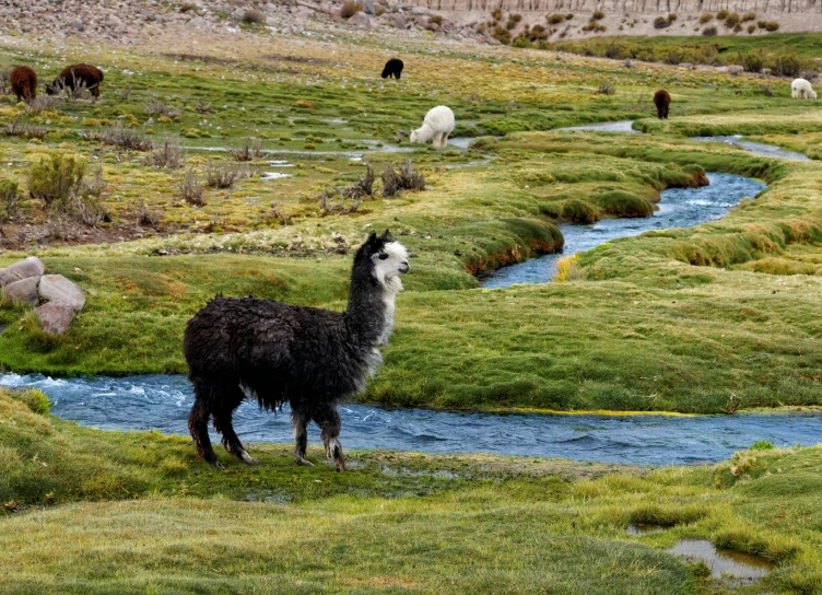 a llama standing on top of a lush green field, of a river, sheep, quechua, crawling along a bed of moss