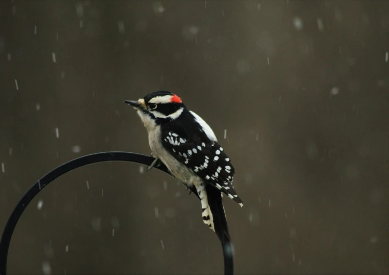 a small bird sitting on top of a metal pole, snow falling, in the rain, unsplash photo contest winner, slide show