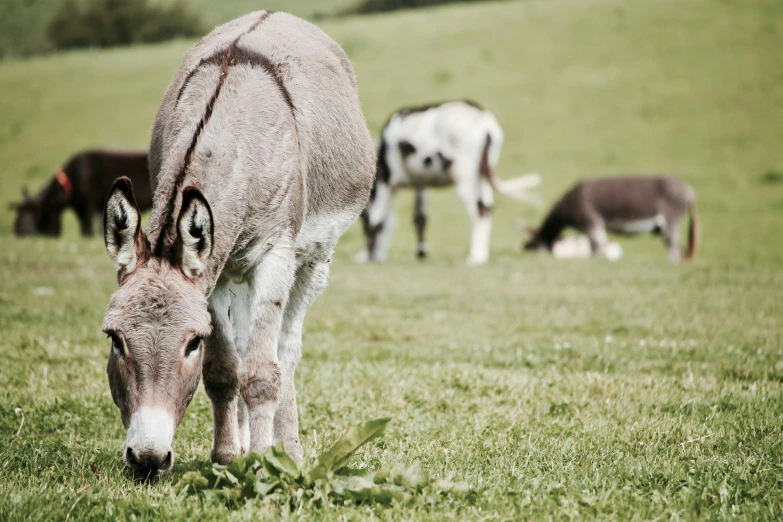 a donkey standing on top of a lush green field, grey, eating meat, three animals, profile image