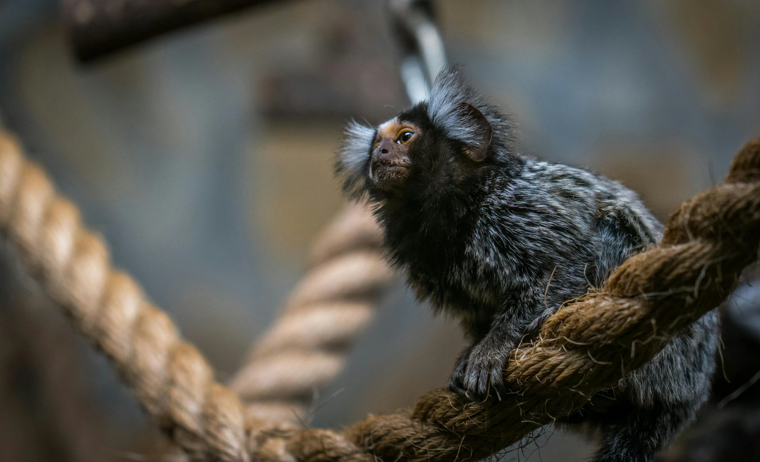 a small monkey sitting on top of a rope, by Jan Tengnagel, pexels contest winner, fan favorite, marmoset, highly ornate, museum quality photo