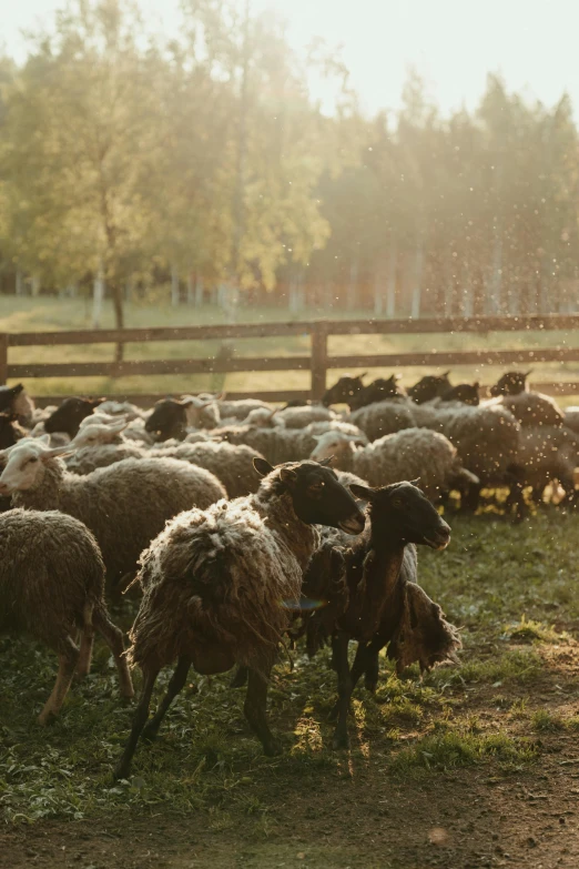 a herd of sheep standing on top of a lush green field, beautiful raking sunlight, ede laszlo, bedhead, soggy