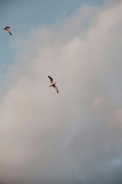 a flock of birds flying through a cloudy sky, a picture, by Jan Tengnagel, two male, low quality photo, pterosaurs flying, seagull