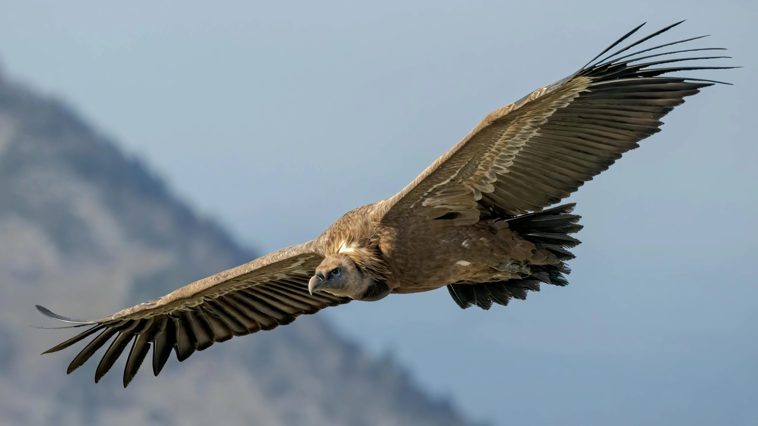 a large bird that is flying in the sky, by Jan Tengnagel, pexels contest winner, hurufiyya, vulture, brown, chilean, grey