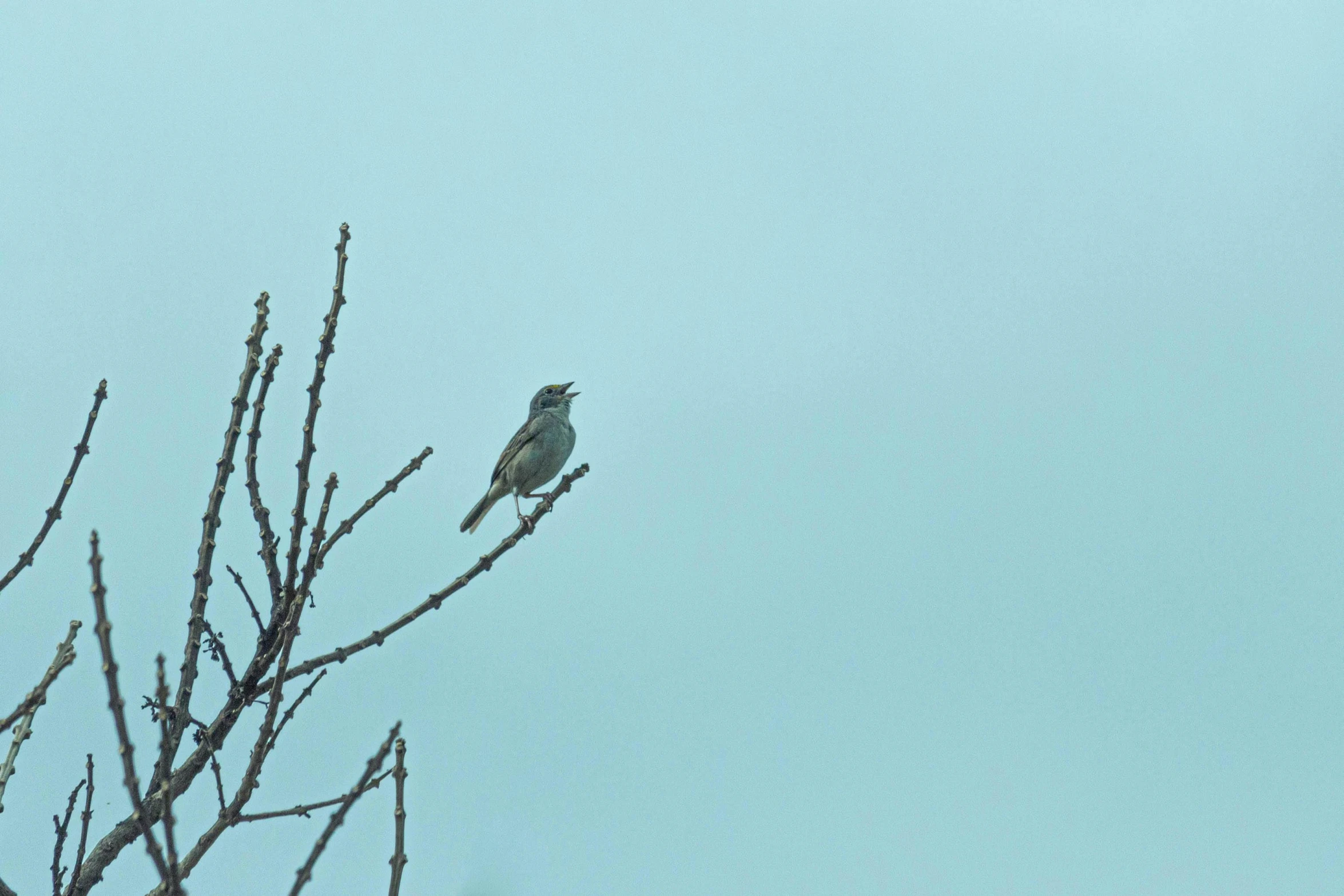 a bird sitting on top of a tree branch, by Peter Churcher, minimalism, white and pale blue, grey skies, concert, swift