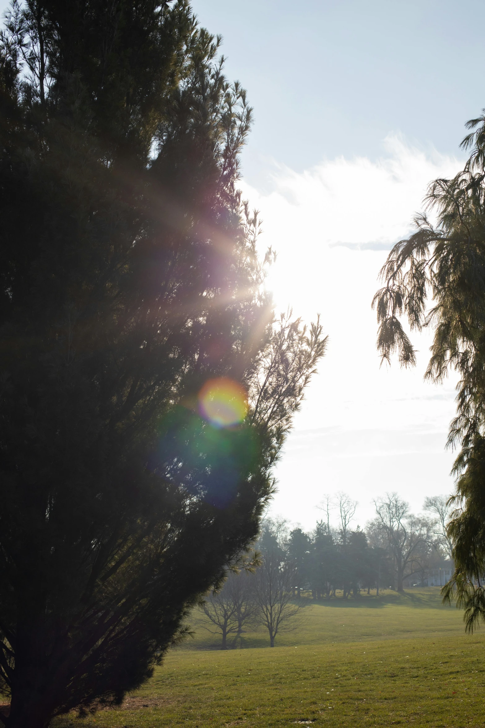 the sun is shining through the trees in the park, inspired by Edwin Deakin, cypresses, distant - mid - shot