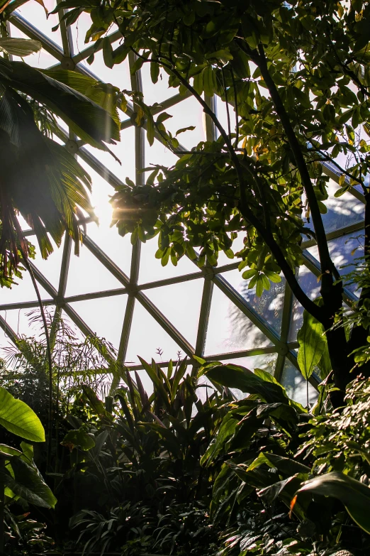 a greenhouse filled with lots of plants and trees, inspired by Buckminster Fuller, trending on unsplash, environmental art, tropics, dome, back - lit, epcot