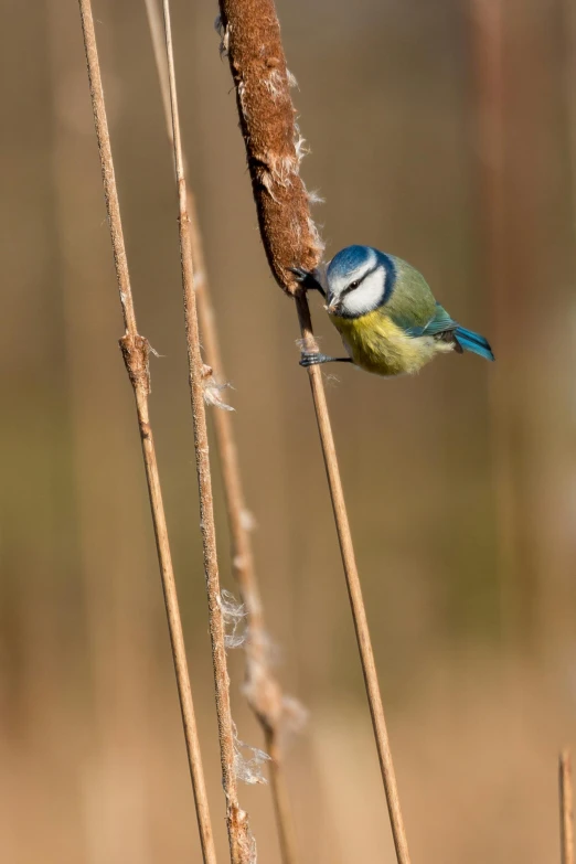 a small bird perched on a branch of a plant, some yellow green and blue, scratching post, paul barson, seeds