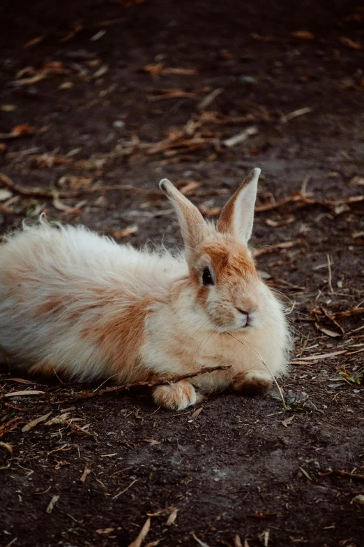 a rabbit that is laying down on the ground, a picture, unsplash, renaissance, fluffy mane, shot on sony a 7, but very good looking”