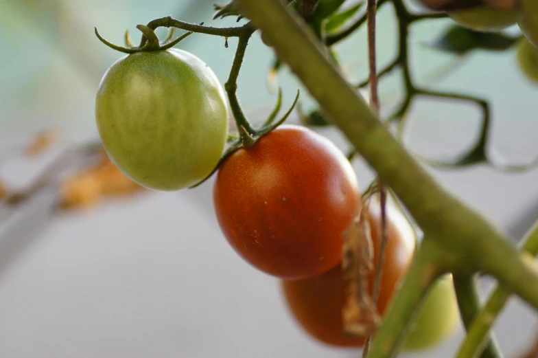 a close up of a bunch of tomatoes on a tree, a digital rendering, by Jan Rustem, unsplash, brown, green, shot on sony a 7, profile image